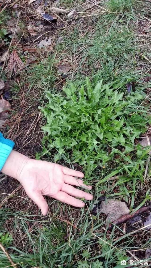 蒲公英泡水喝有什么作用?真的可以护肝吗?