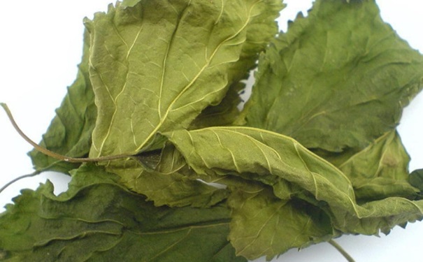 桑树叶子泡水喝有什么功效