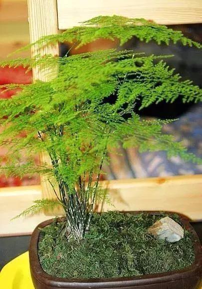 文竹养10年,长成"巨无霸",不仅开花,还结400个果