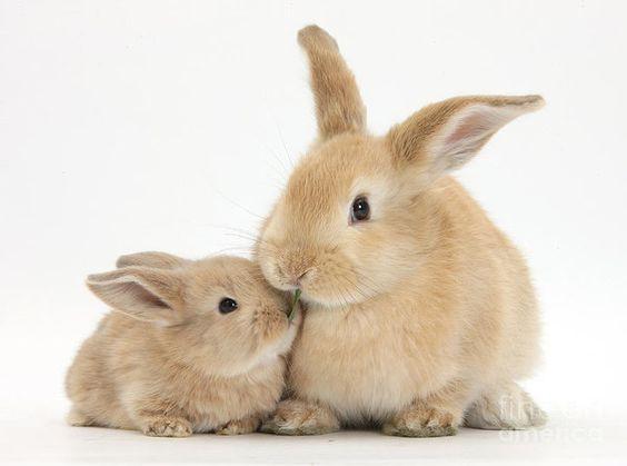 兔子,绵羊,狗,猫,狮