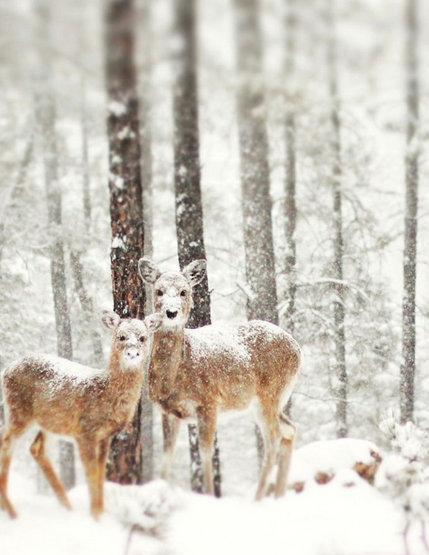 高清: 冬天里的动物们, 雪景美极了, 动物可爱极了