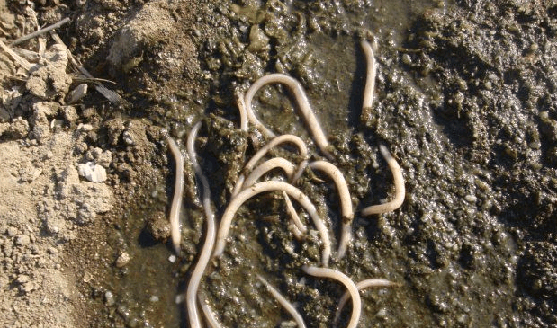 搜狗蜘蛛池seo博客灰词排名