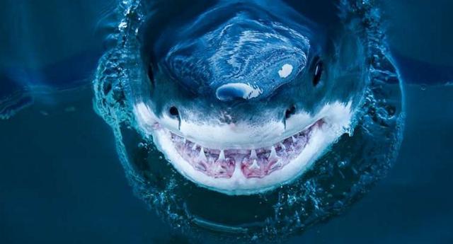 男子冒生命危险拍下大白鲨张嘴一瞬间,还说遇到鲨鱼不要装死