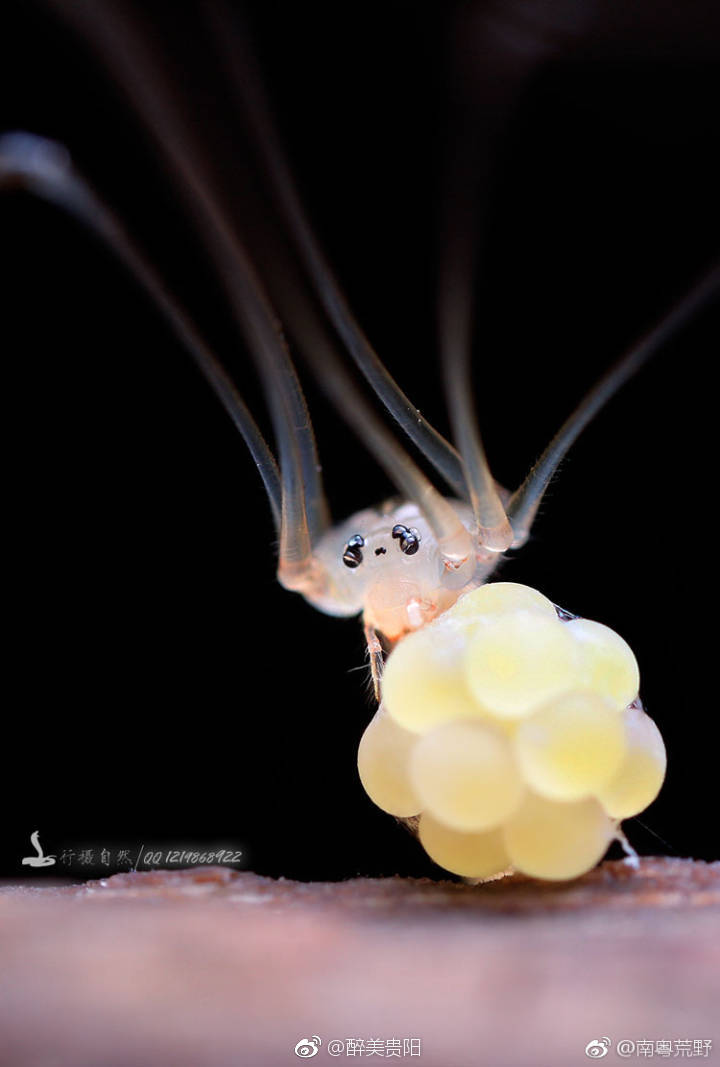 摄影师@南粤荒野 在贵州拍摄的抱蛋幽灵蛛 你见过吗