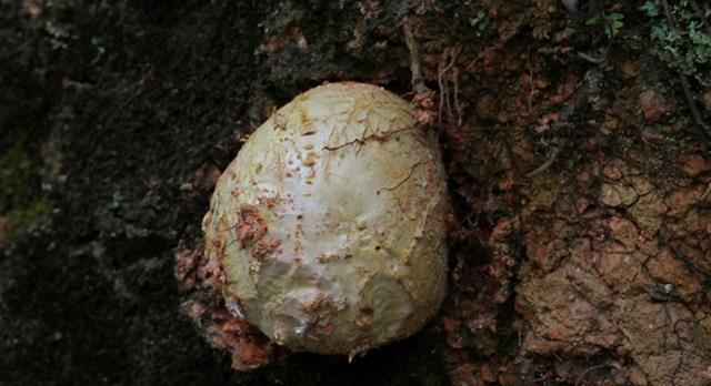 山里这种"马粪包",您若遇见,请别轻视或踩踏,目前极为珍贵|马勃|菌类