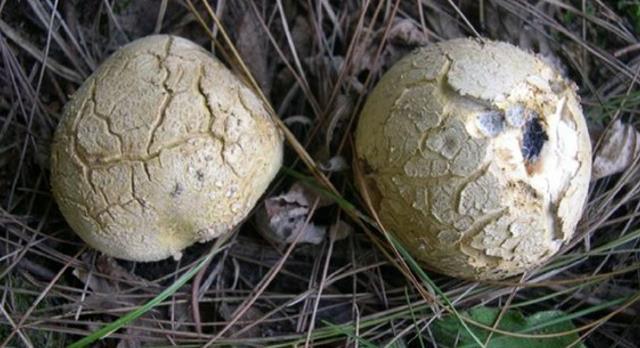 山里这种马粪包您若遇见请别轻视或踩踏目前极为珍贵