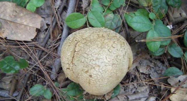 山里这种马粪包您若遇见请别轻视或踩踏目前极为珍贵