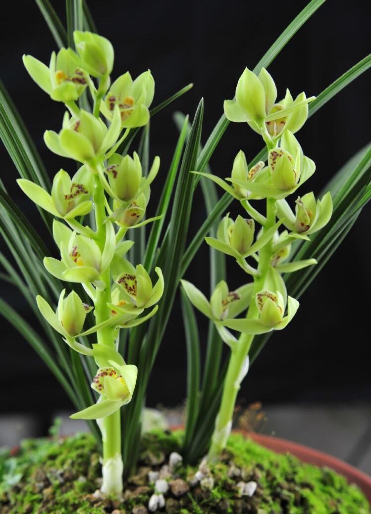 绿蕙荷瓣,这兰花实在太美了