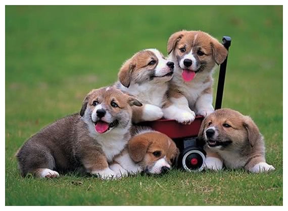 有人把4只小狗装朔料袋丢野外,母狗对此说不出的无奈!