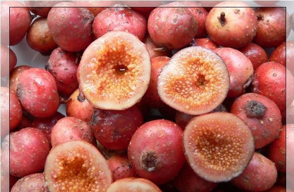 在玉林,这是80后才懂的野果,有多少人还记得这些小时候的味道