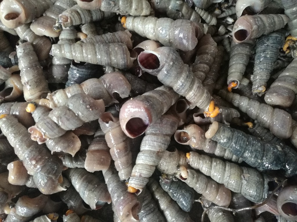 最后海里螺丝可多了砸了就好卖一般都是饭店收购售价4元一斤