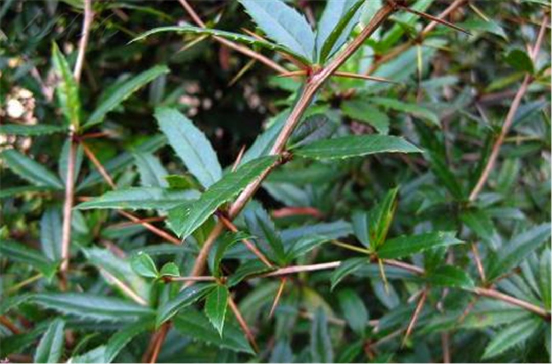 农村这树长满刺的野树,曾经农民见到就砍,如今大家都要种植它了