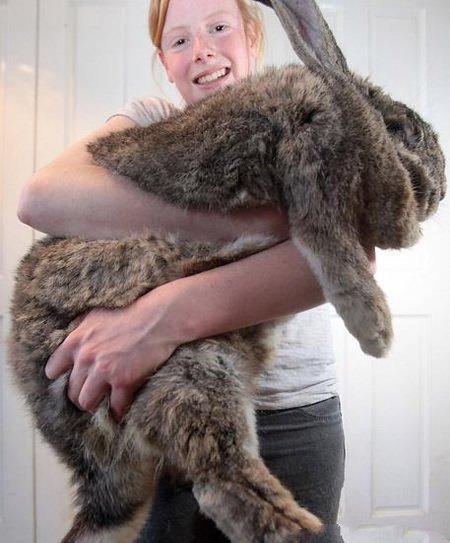 世界上最重的兔子是一只来自英国兔子大流士,目前这只兔子体重达到了
