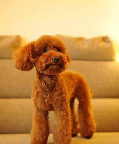 泰迪究竟可不可以吃水果? 五分钟告诉你该喂什