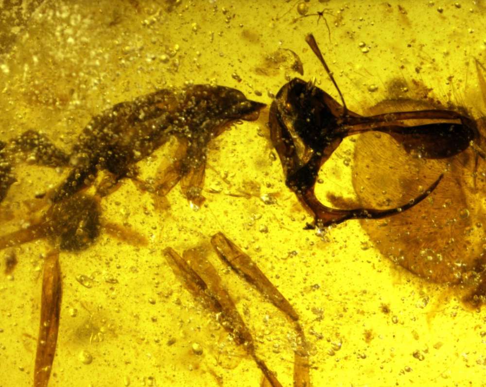 远古时代的昆虫图片