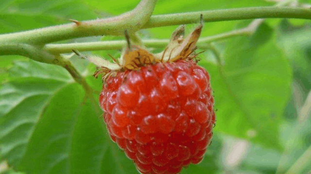 疯人果,因为像龙眼和荔枝,又叫龙荔.有毒,以核仁毒性最大.