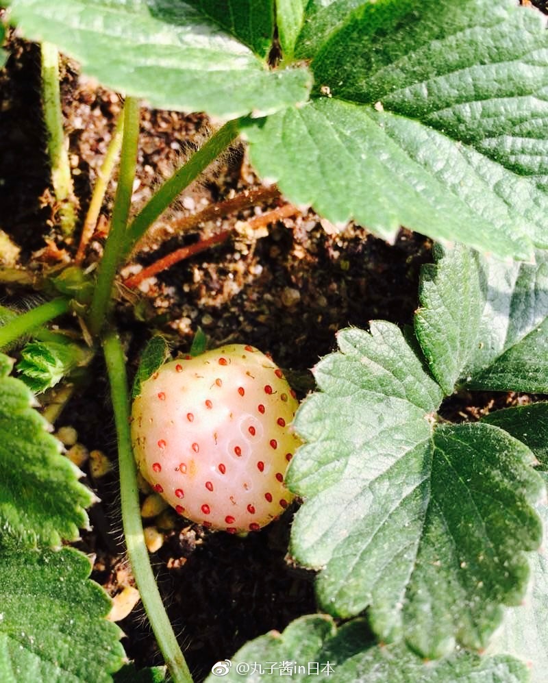 淡雪白草莓这是日本奈良县果农经过长达20多年的研发成果
