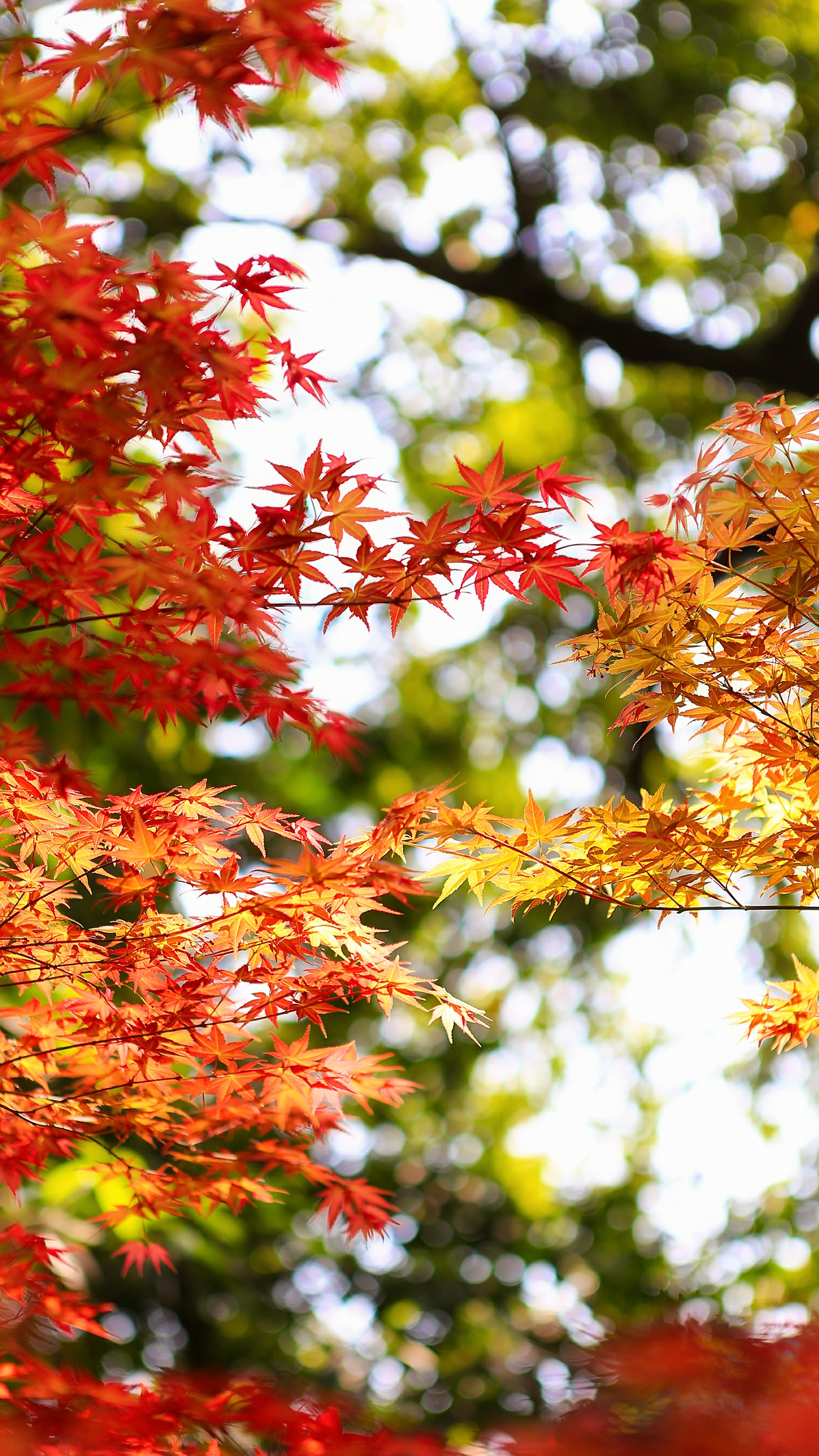 缓缓飘落的枫叶像思念