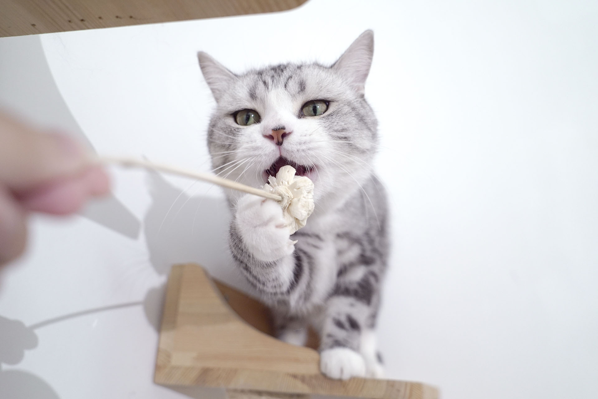 "什么东西?能吃的吗?"吃货对待新鲜物件的第一反应