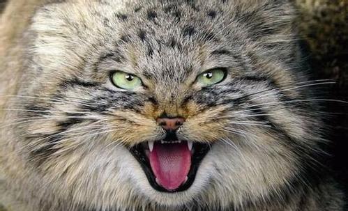 地球上最凶猛的猫科动物, 长相十分可爱, 尖牙分分钟教你做人