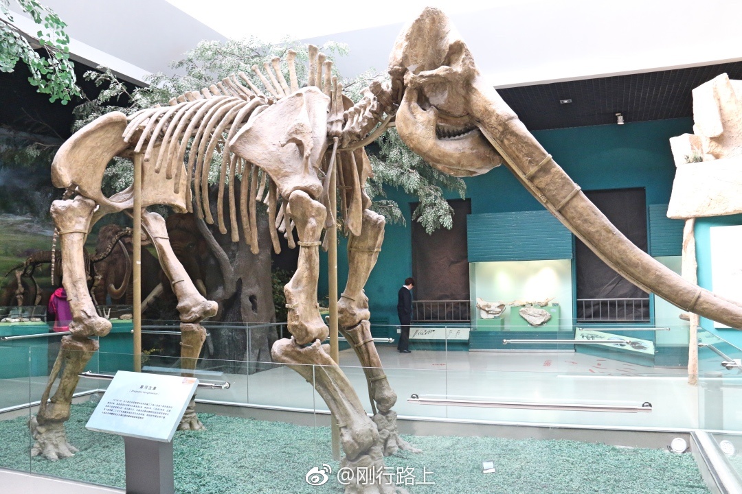 黄河象化石是人们了解甘肃地区的古地理古气候的珍贵资料