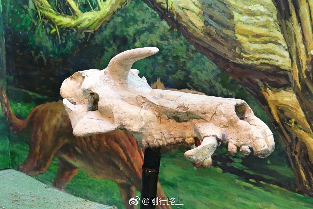 黄河象化石是人们了解甘肃地区的古地理古气候的珍贵资料