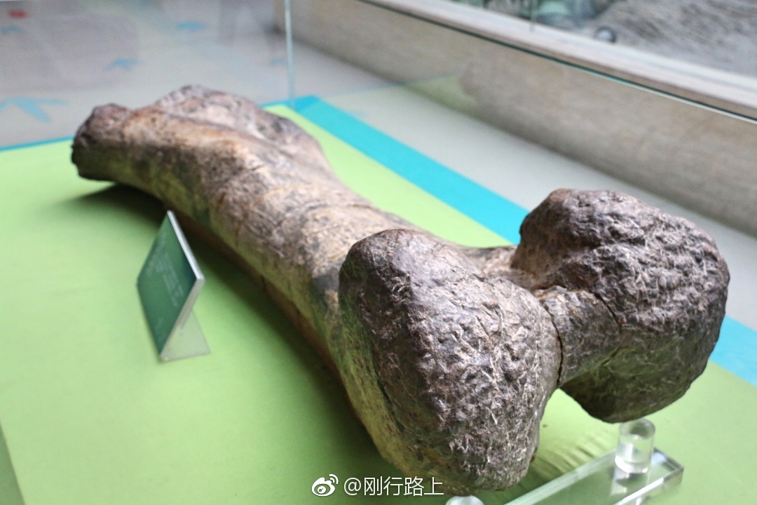 黄河象化石是人们了解甘肃地区的古地理古气候的珍贵资料