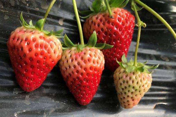 早熟,高产,高糖的隋珠草莓种植技巧