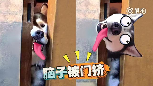 狗子这么傻!你脑子被门挤了吗?