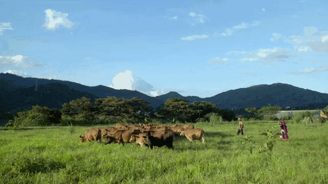 说这个话要被打脸了!|琼中|美食|山鸡_新浪新闻
