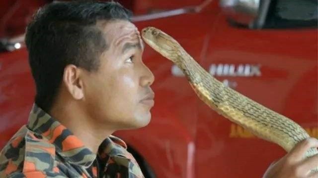 泰国男子与眼镜蛇成婚同吃同住,感觉它是故去的女友