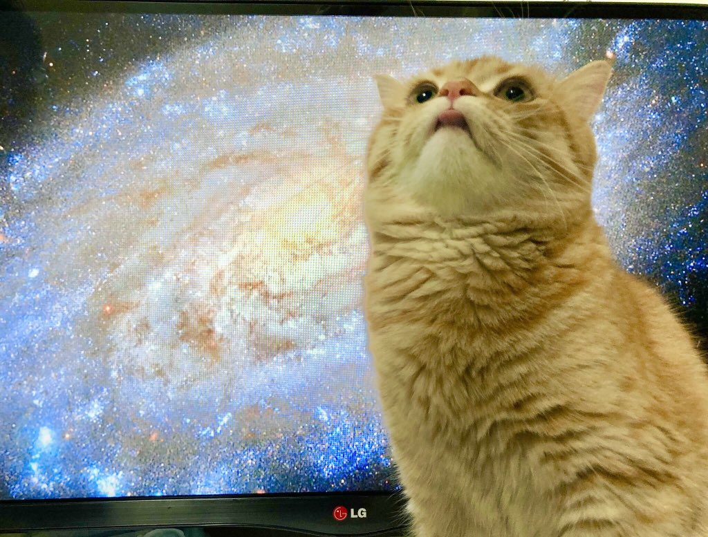 电视正在播放类似宇宙的场景,这时猫跑了过来