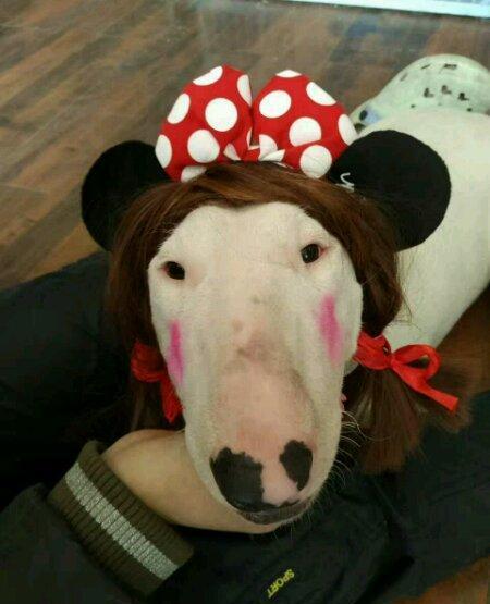 还给狗打上腮红,真的是吃饱了撑的吧,怀疑用的是她过期的化妆品.