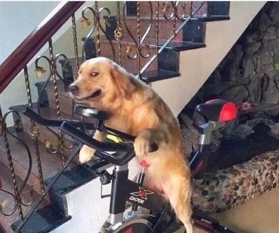 金毛被主人强逼健身,表情超凶:你行你上啊!|金毛|狗狗|健身_新浪新闻