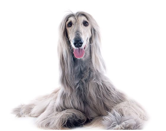 看完你还敢养么|阿富汗犬|阿富汗猎犬|狗狗_新浪新闻