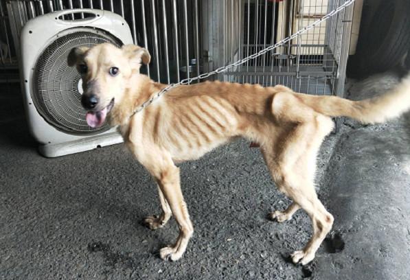 嘉义骷髅狗遭弃,送进收容所露微笑,网怒,养成这样!