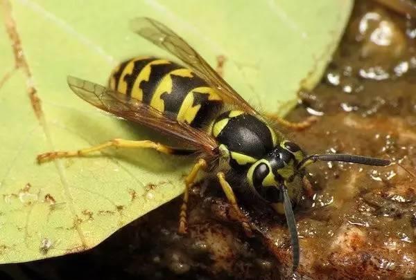 昆虫的排名_昆虫简笔画(3)