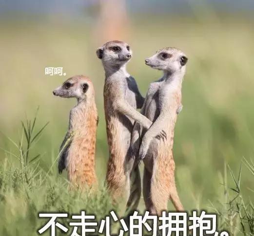 可爱动物表情包(一)|动物|考拉|绝技_新浪新闻