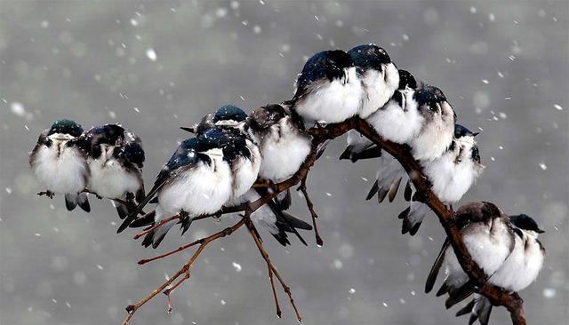还记得树上骑七个鸟吗看看鸟儿排排站取暖暖心窝的景