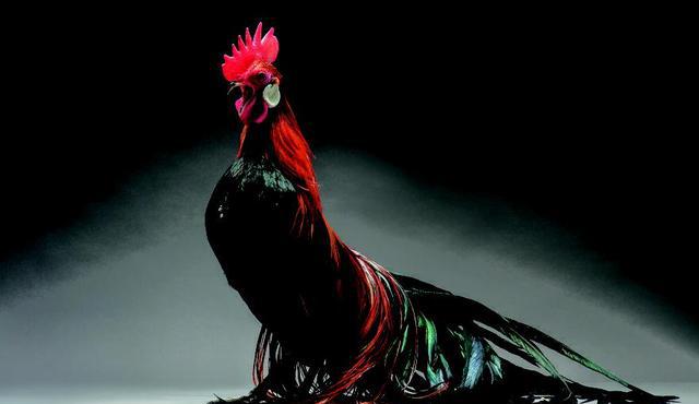 世界上最美丽的公鸡果然截然不同