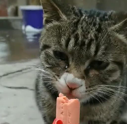 只是给了狸猫一个火腿肠,狸猫就露出这样的表情,让宠主心疼