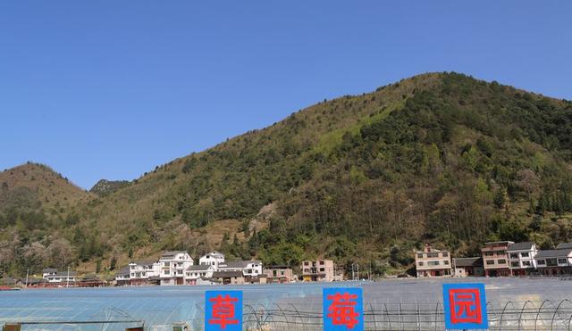 贵州平塘:草莓飘香春意浓 自助采摘正当时 贵州平塘:草莓飘香春意浓 自助采摘正当时