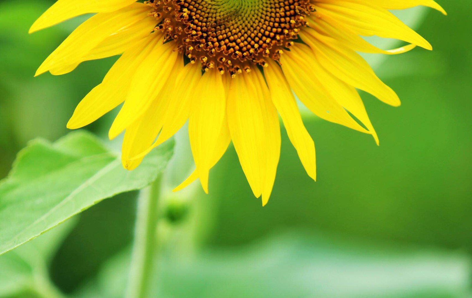 金秋的向日葵,金灿灿的笑脸迎着阳光.给人传递一种乐观的精神