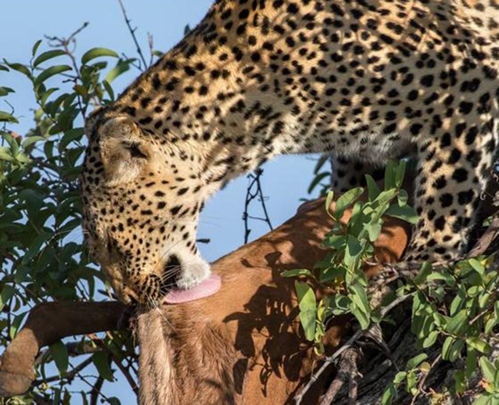 花豹捕食羚羊后,叼到树上后,顿时后悔不已