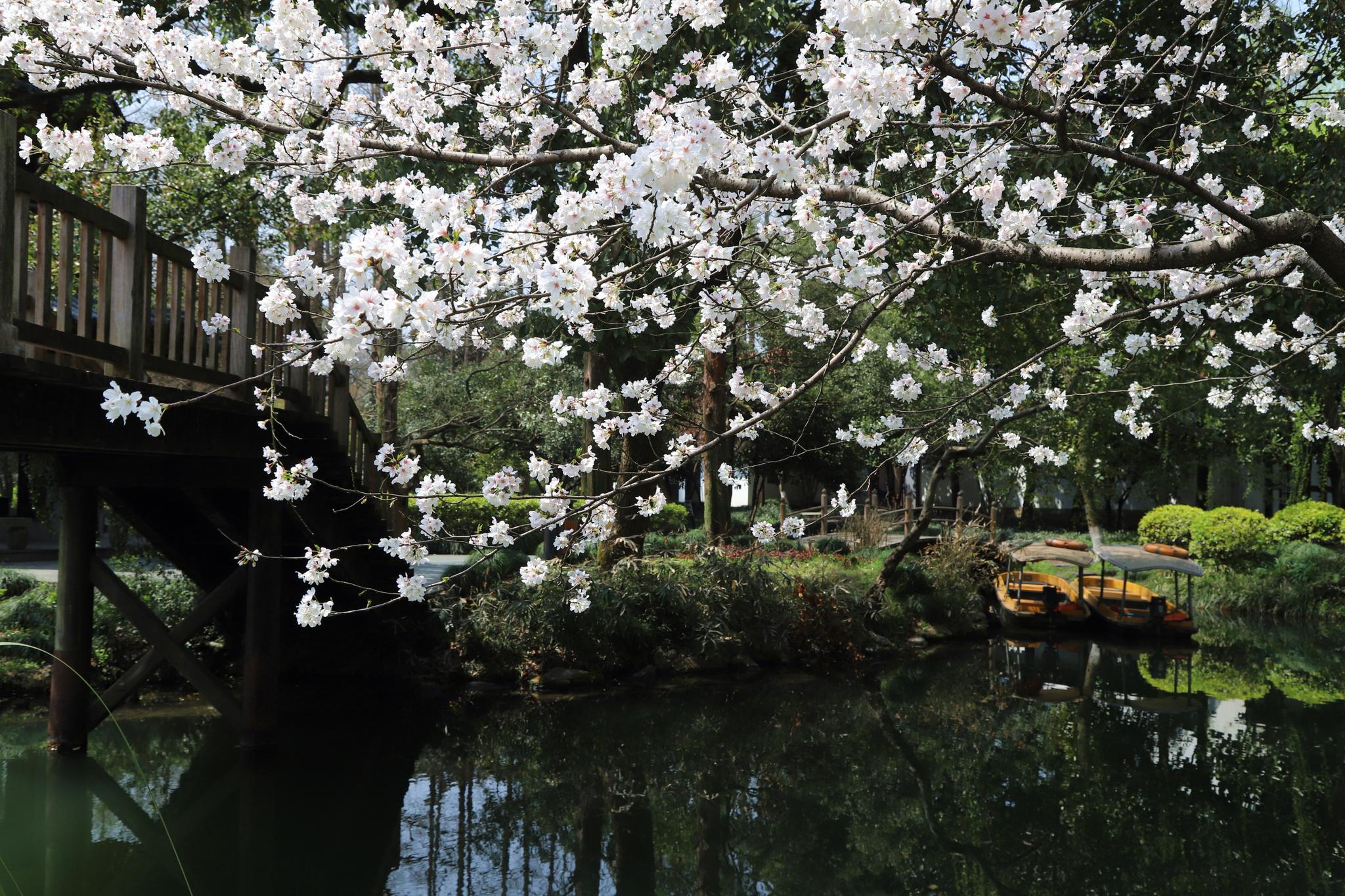 杭州西湖樱花盛开 洁白似雪令人心醉