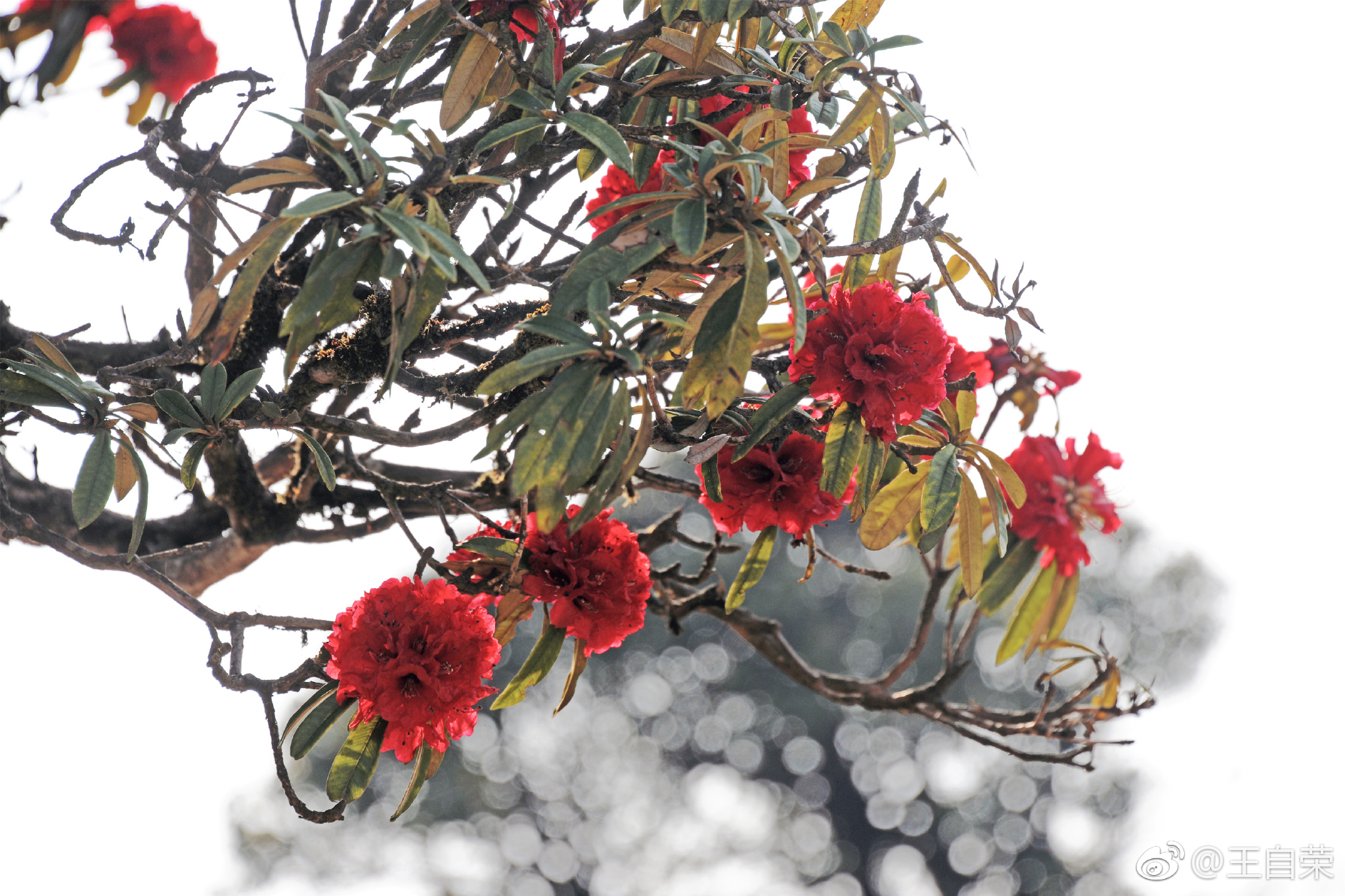 云南马缨花图片(云南野生马樱花的品种)