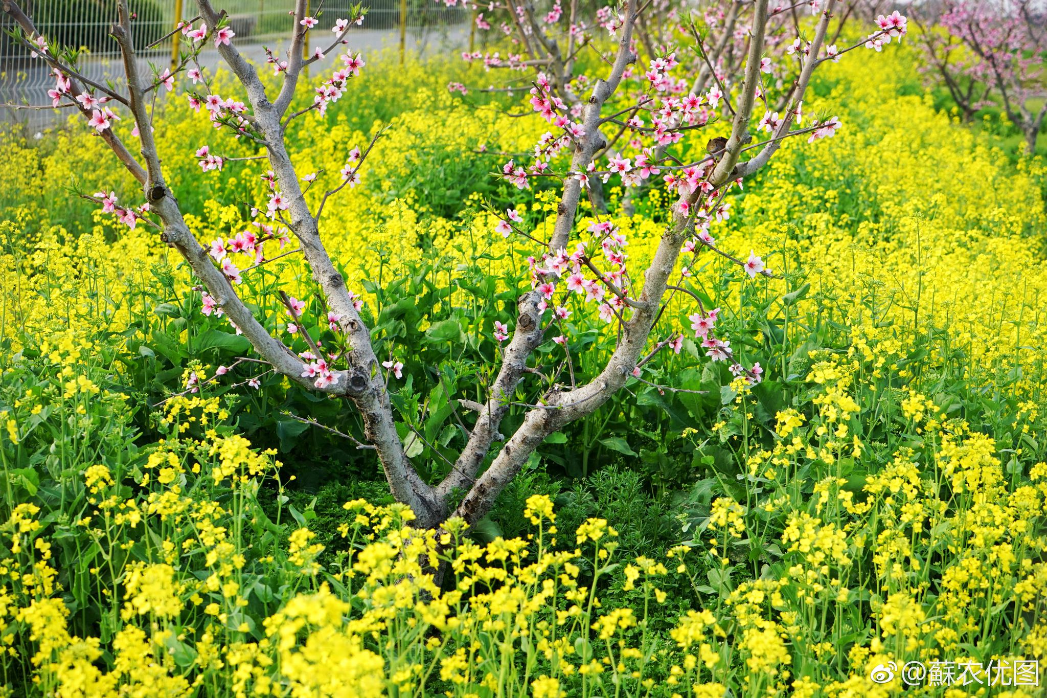 桃花红,菜花黄,桃农忙,三月的阳山村,一幅美丽的乡村田园风光