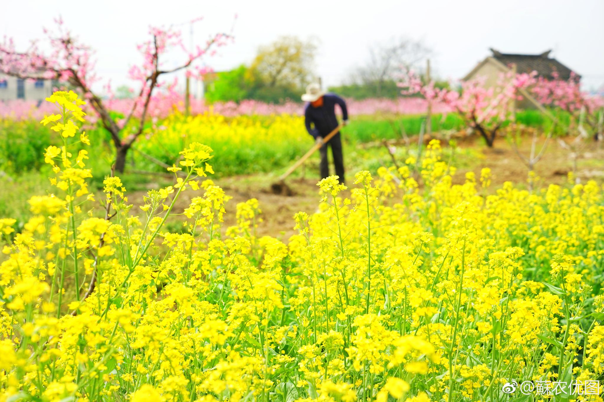 桃花红菜花黄桃农忙三月的阳山村一幅美丽的乡村田园风光