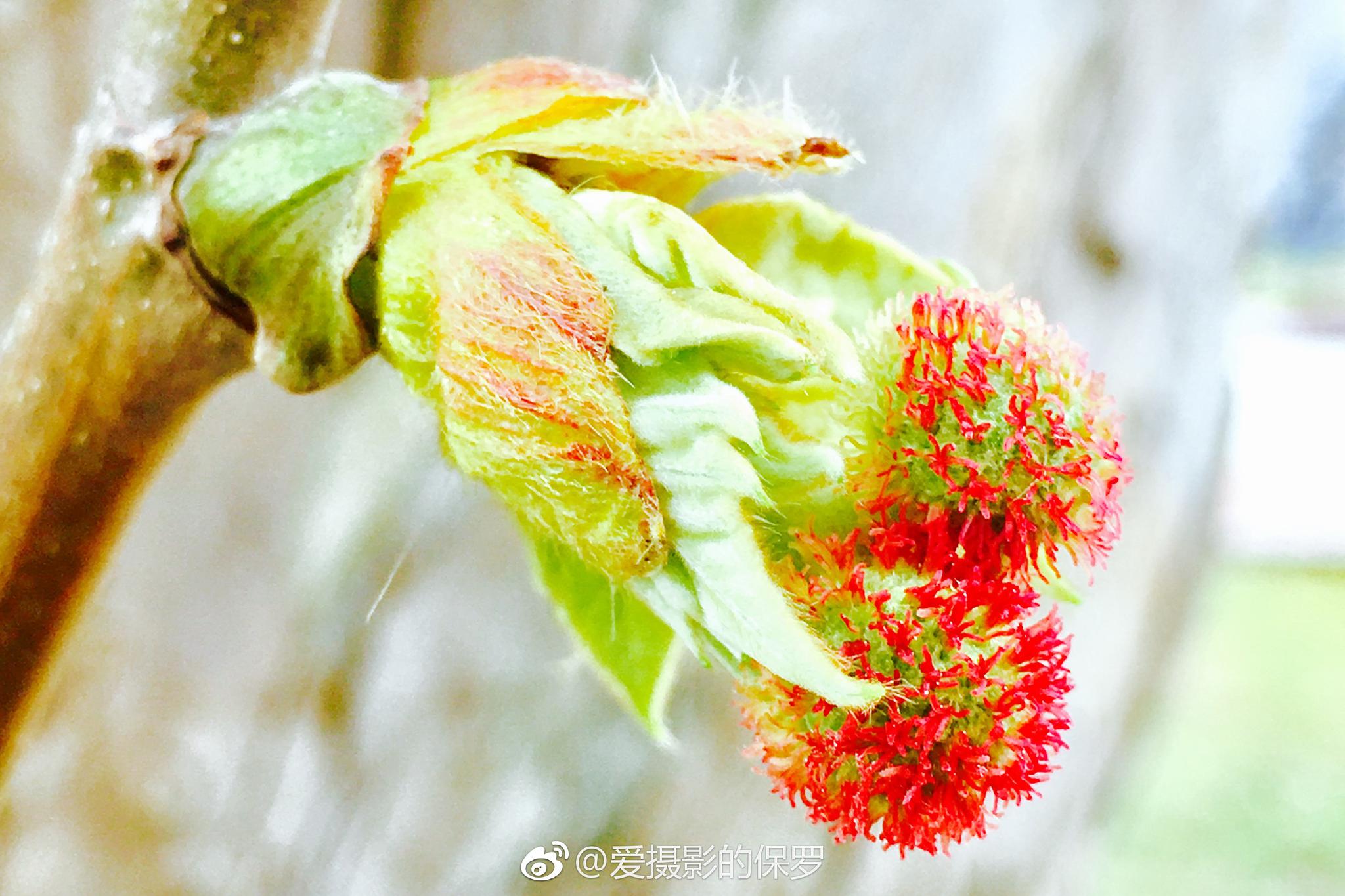 植物摄影·法桐果花(我不知该如何描述法桐这透着红色的悬铃果