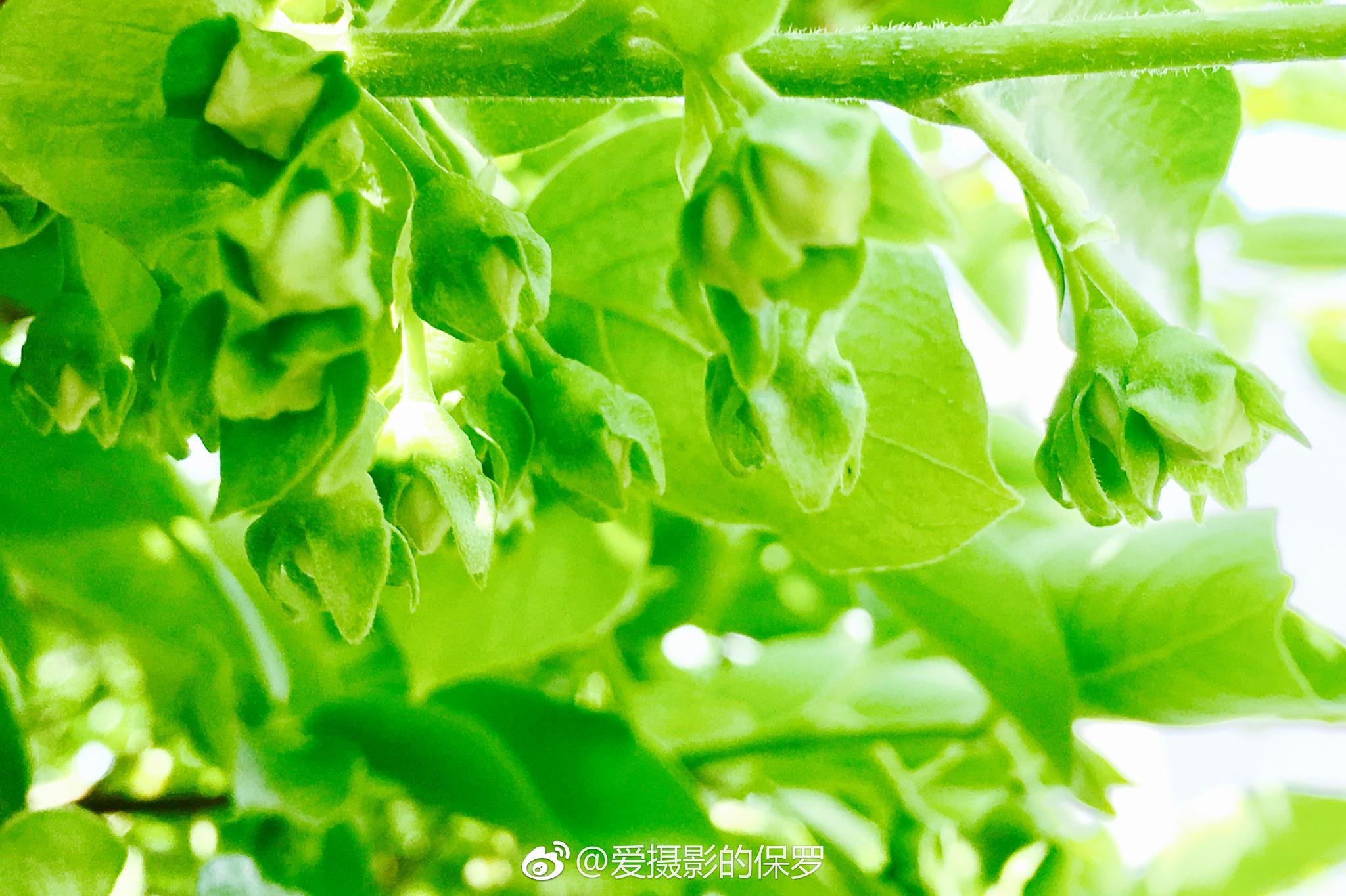 柿树多数品种在嫁接后3-4年开始结果|柿子|柿树|品种_新浪新闻